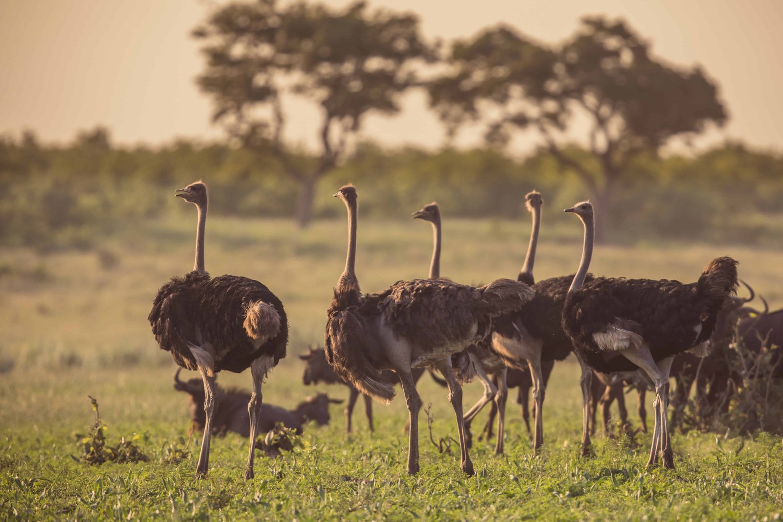 5 Day Kenya Safaris (7 Unique Itineraries for 2026)! 69 Ostrich herd at sunset on green savanna