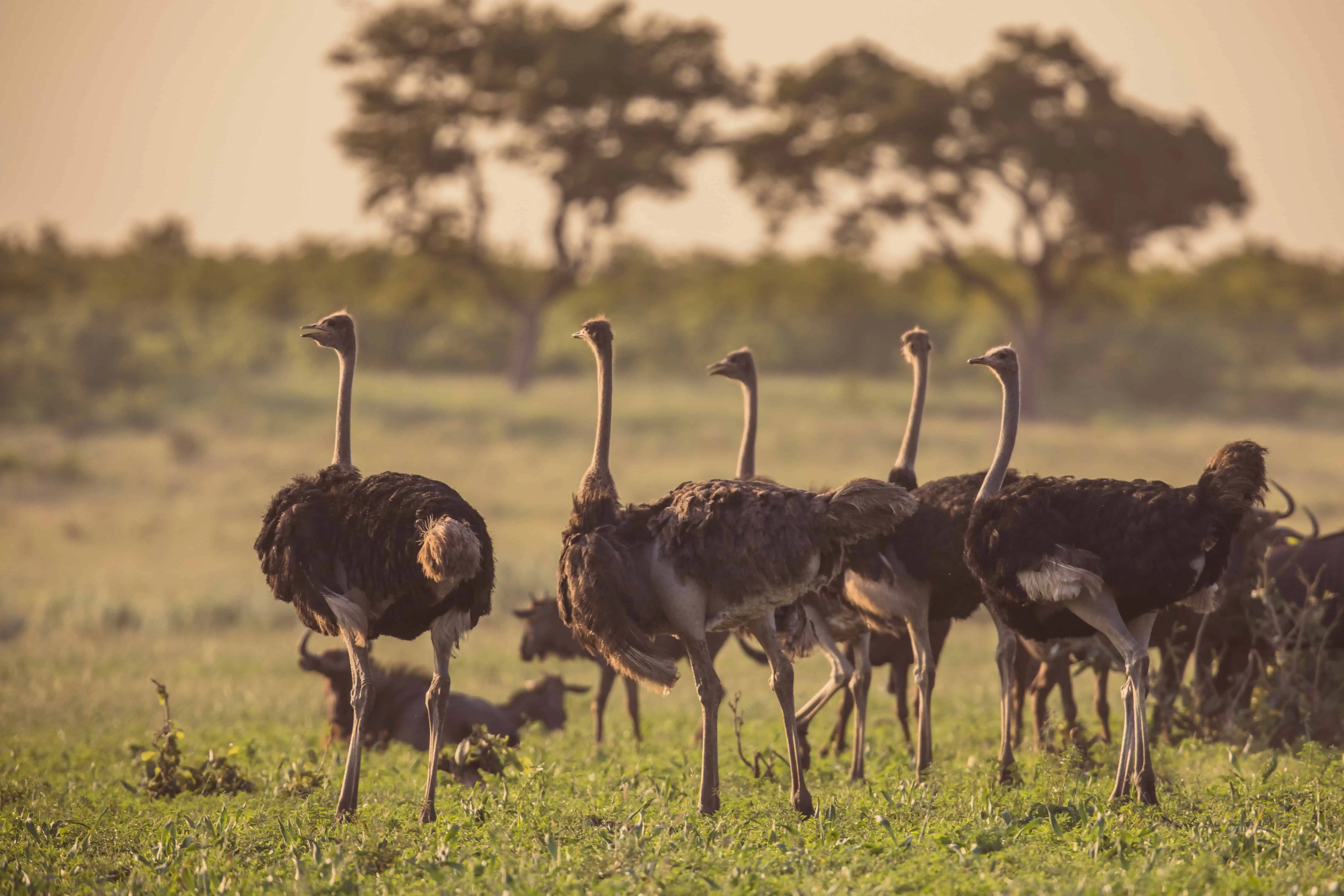 Ostrich herd at sunset on green savanna