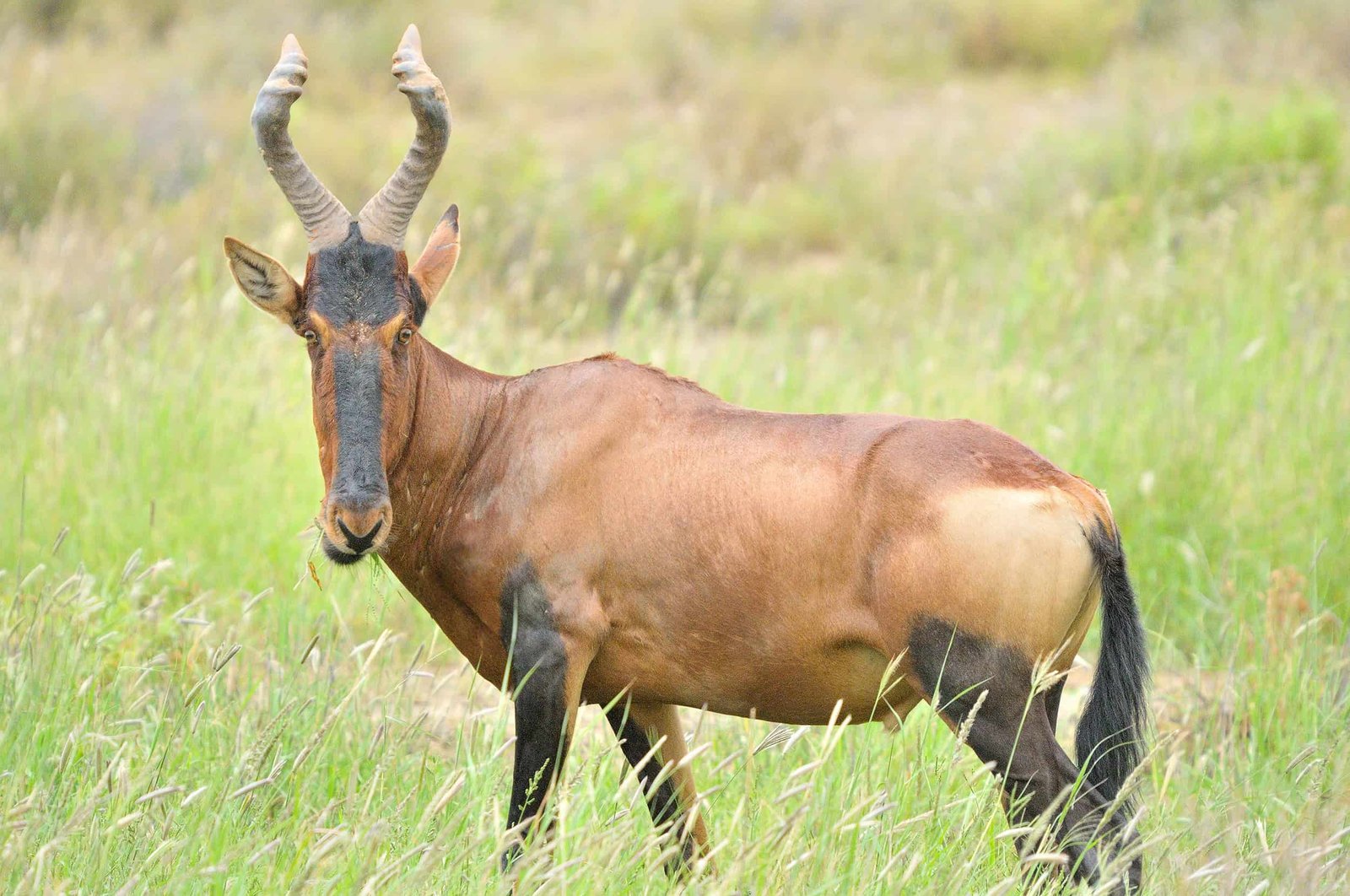 Kenya 7 Day Itinerary: 5 Unique Routes (With Tips And Costs) 57 Red hartebeest