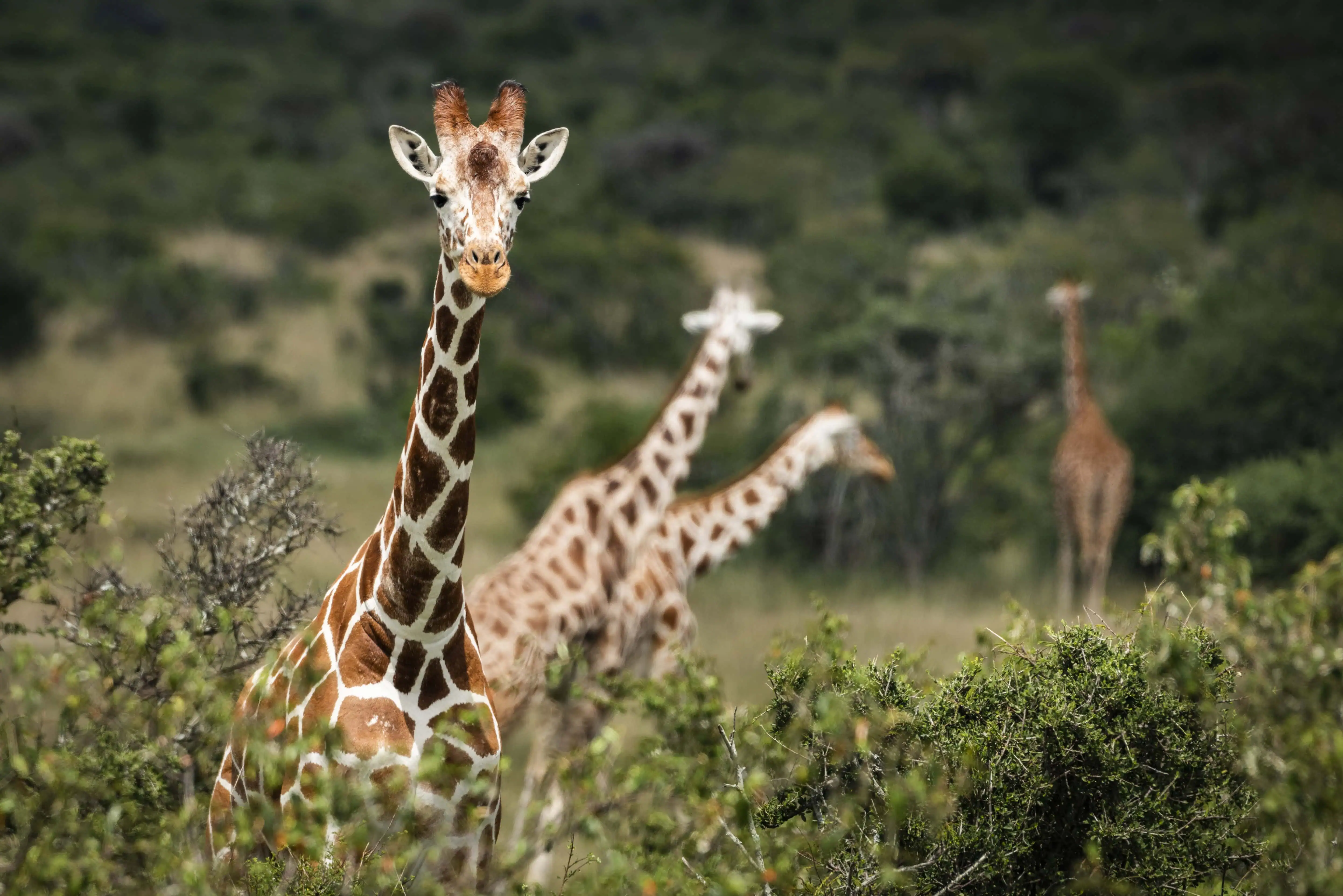 Reticulated Giraffe (Giraffa camelopardalis reticulata)