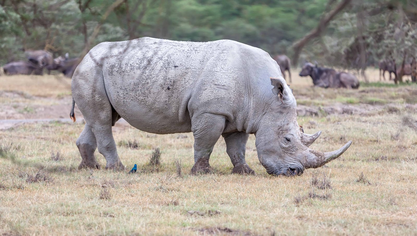 Kenya 10 Day Itinerary: Two Unique Routes for a Kenya Safari 59 Safari - white rhino on the background of savanna