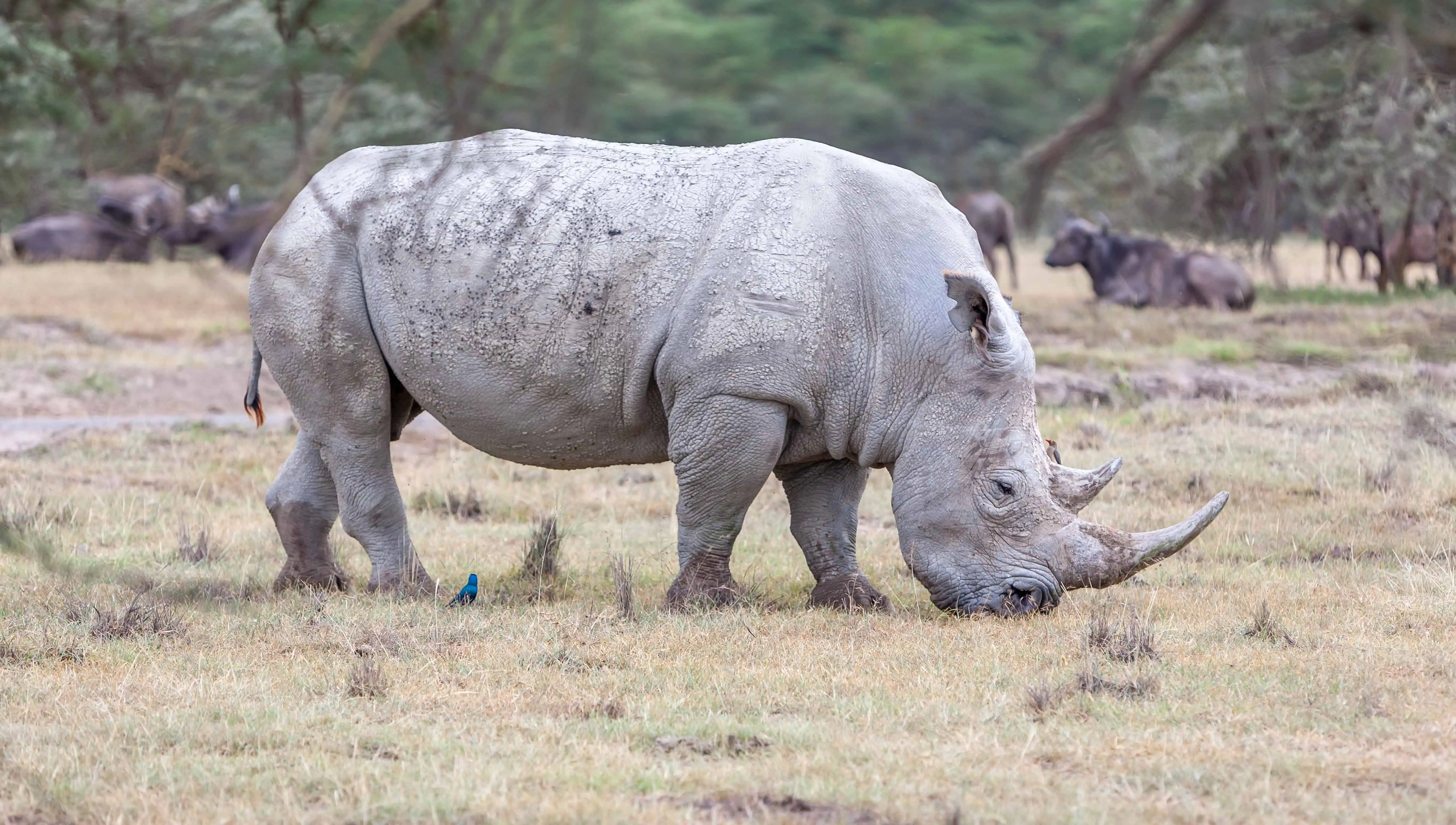 Safari - white rhino on the background of savanna