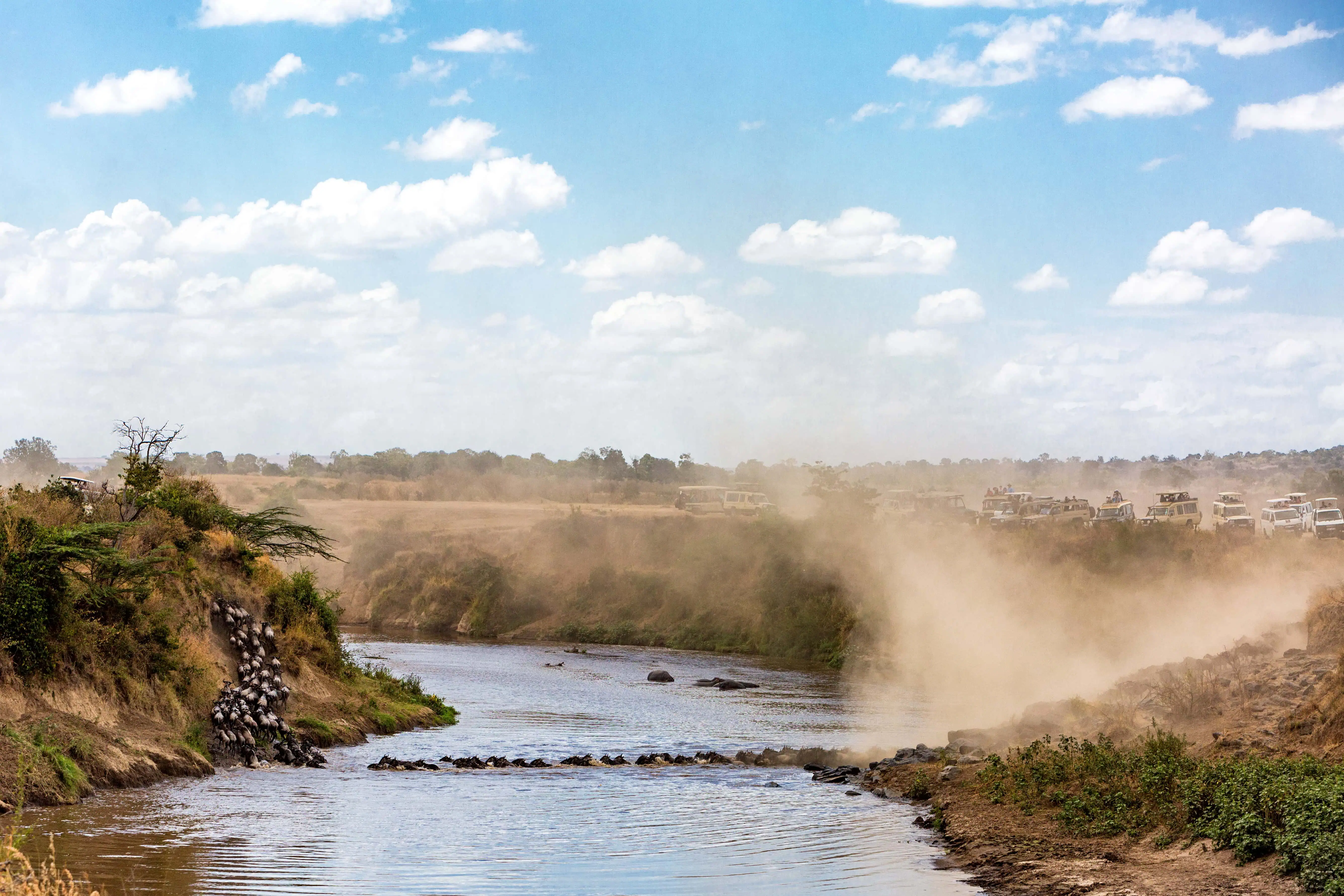 Wide view of a herd of wildebeest crossing over the Mara River in Kenya, Africa during the great migration season with safari tourist vehicles overlooking from the river bank