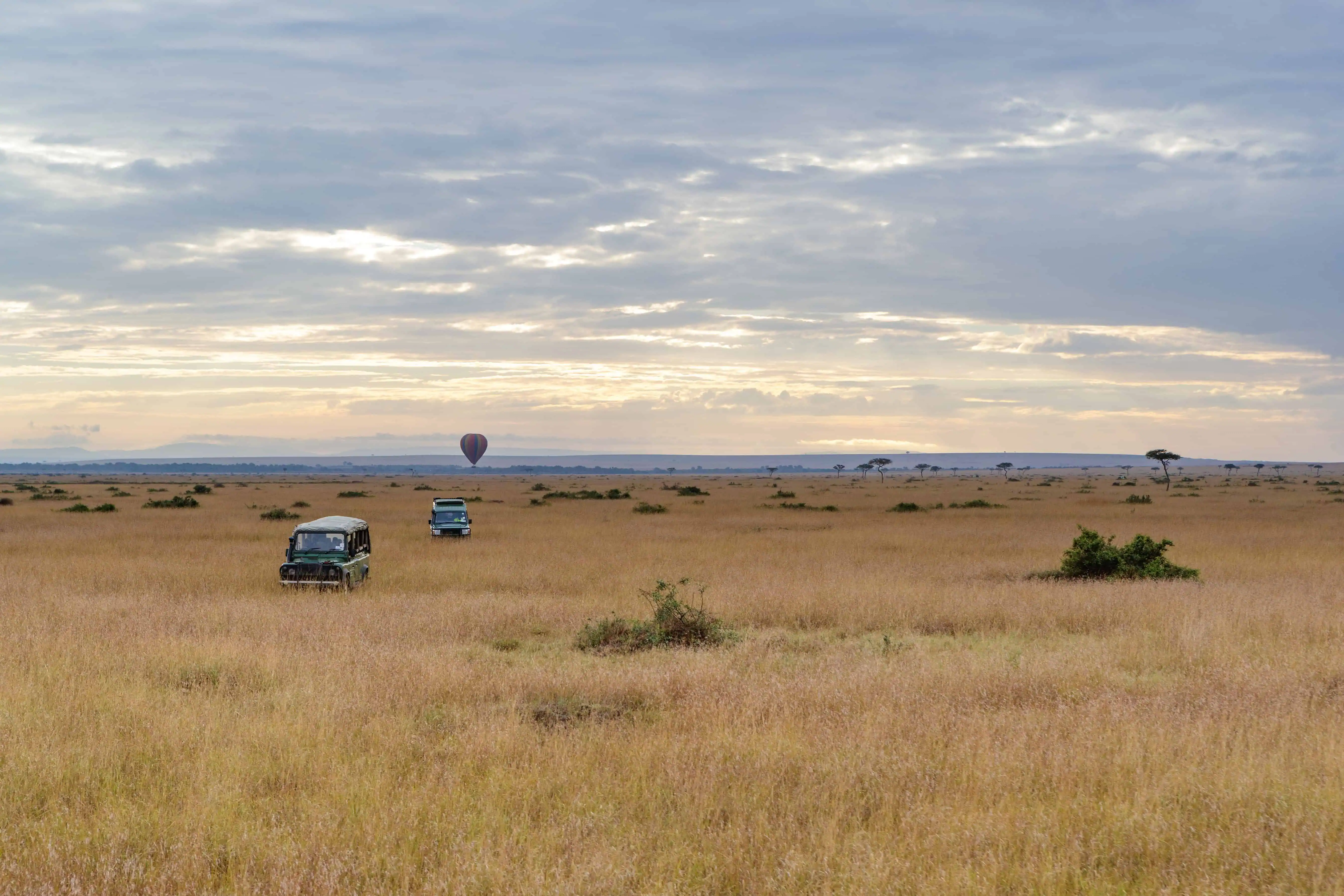 Safari vehicles driving through an open grass field in Kenya, Africa with a wide colorful sky at sunrise