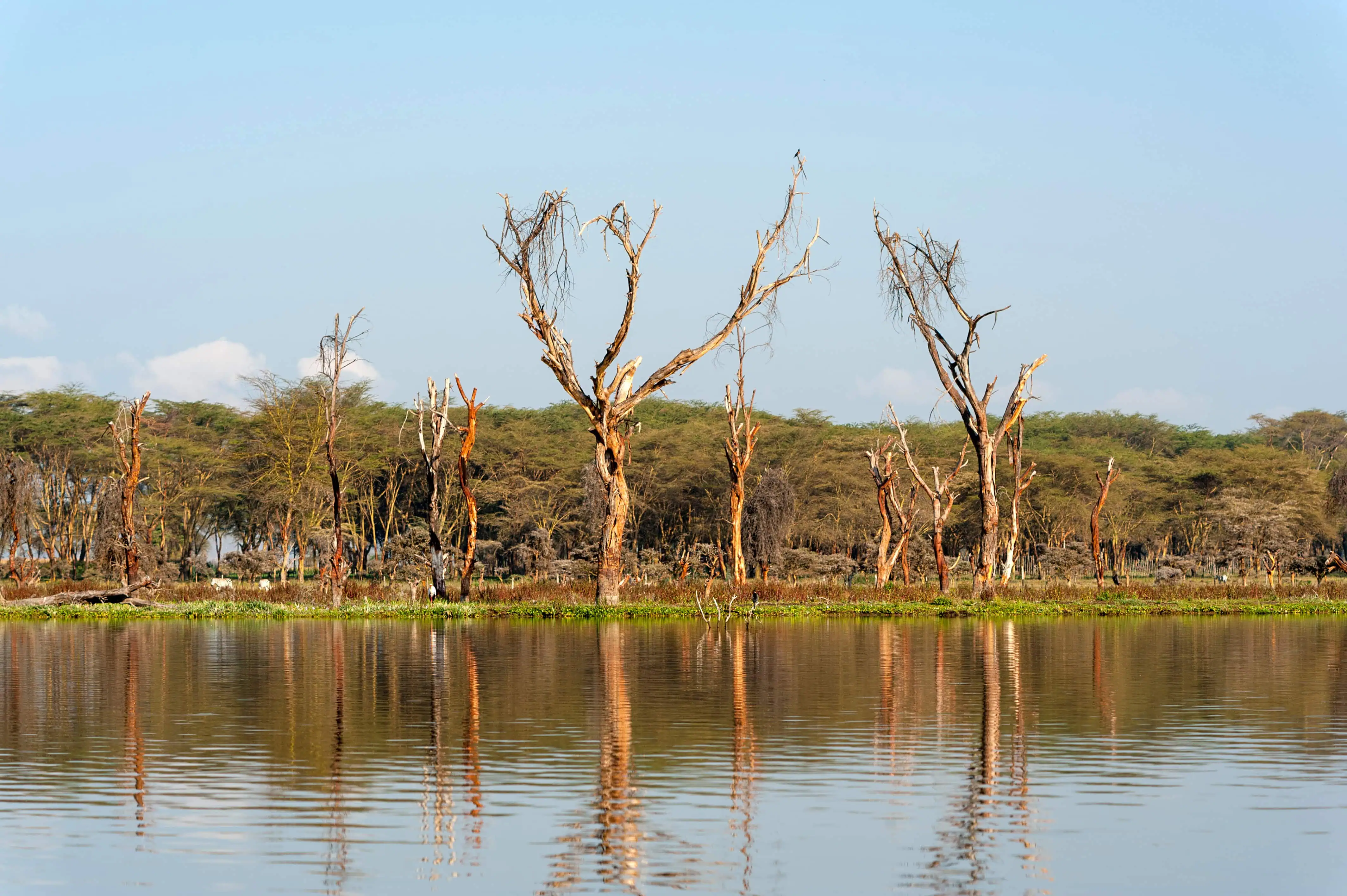 Savannah landscape with Crescent Island in Lake Naivasha