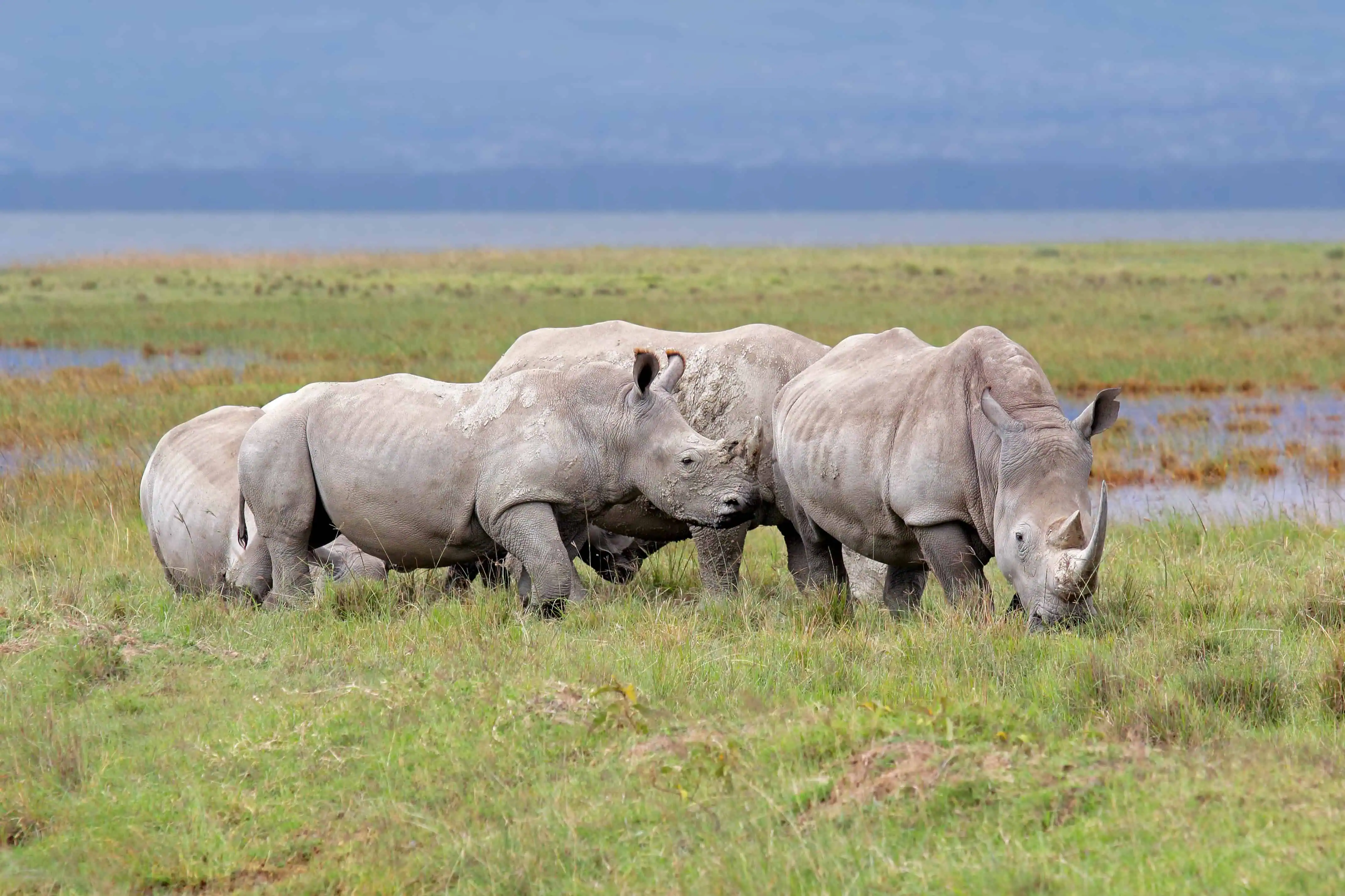 White rhinos in open grassland, Lake Nakuru National Park as one of the items to see on your 7 day Kenya itinerary