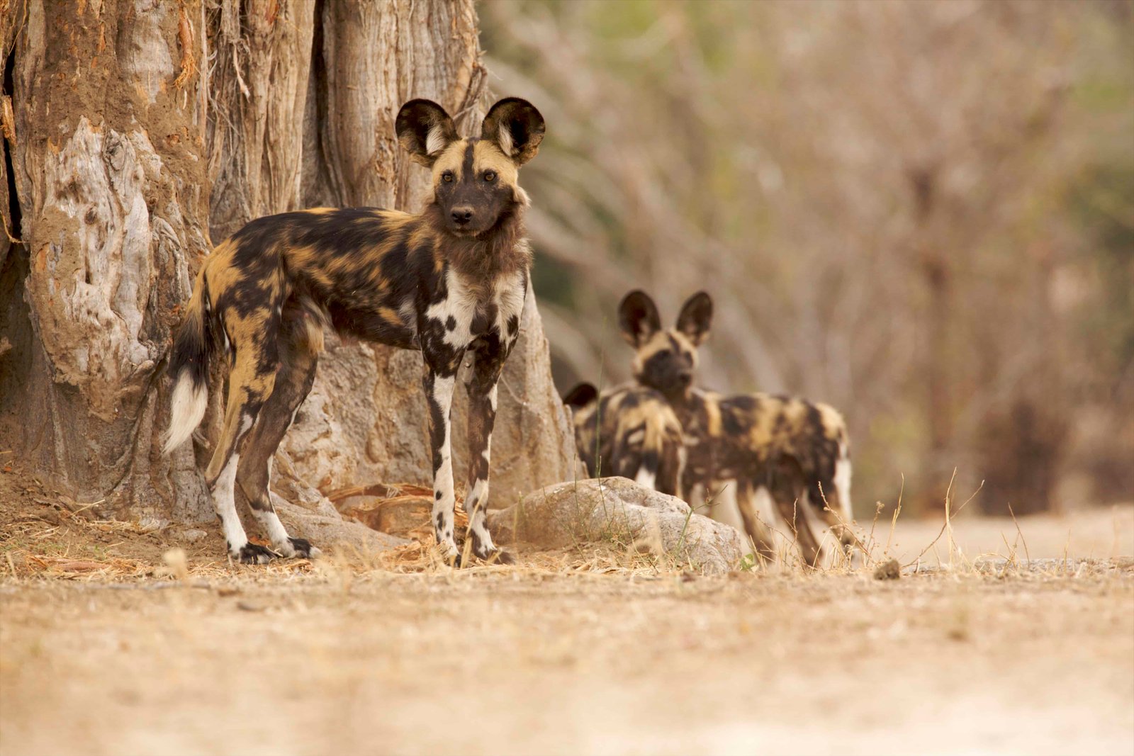 Kenya 7 Day Itinerary: 5 Unique Routes (With Tips And Costs) 60 Wild Dog - Lycaon pictus