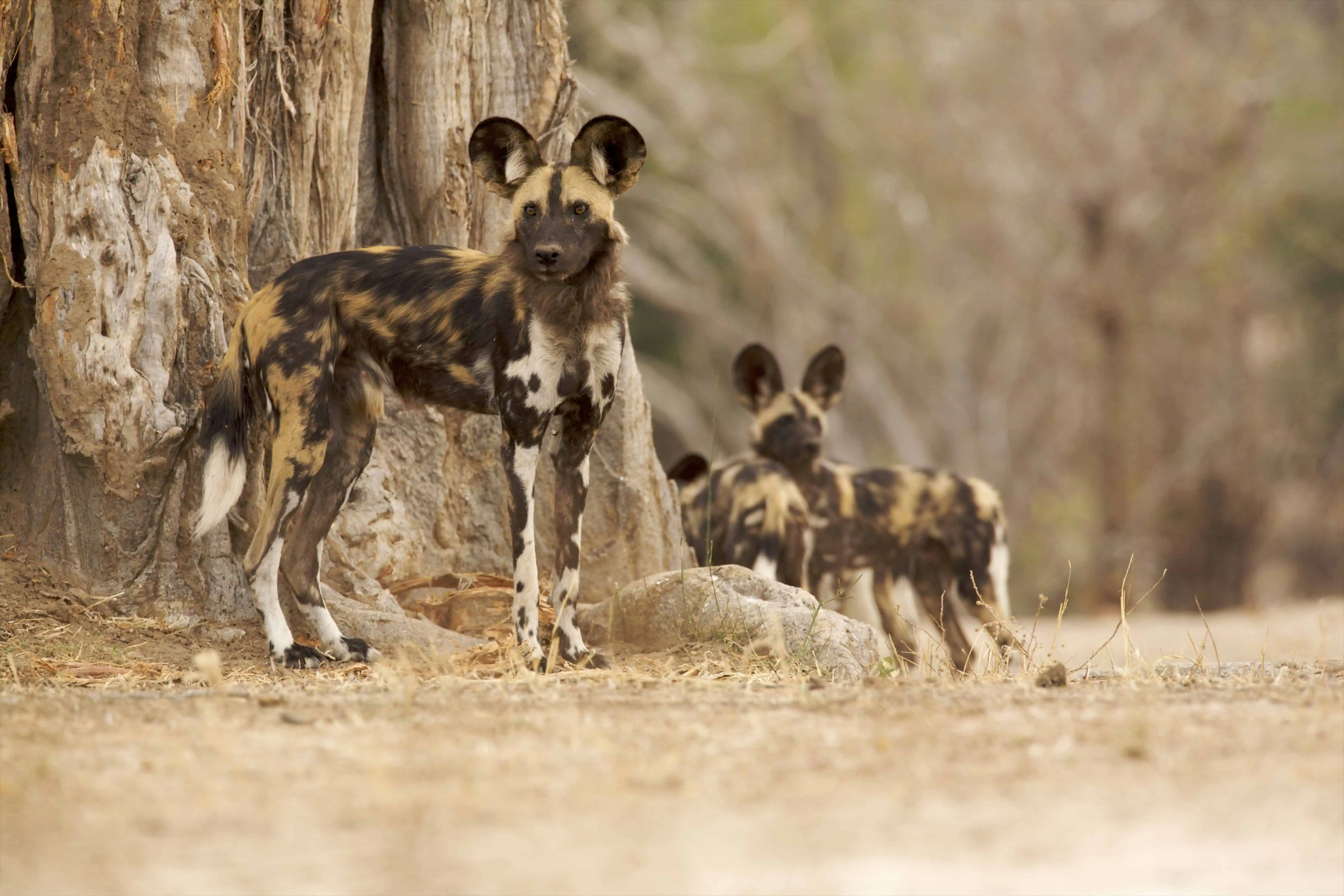 Wild Dog - Lycaon pictus