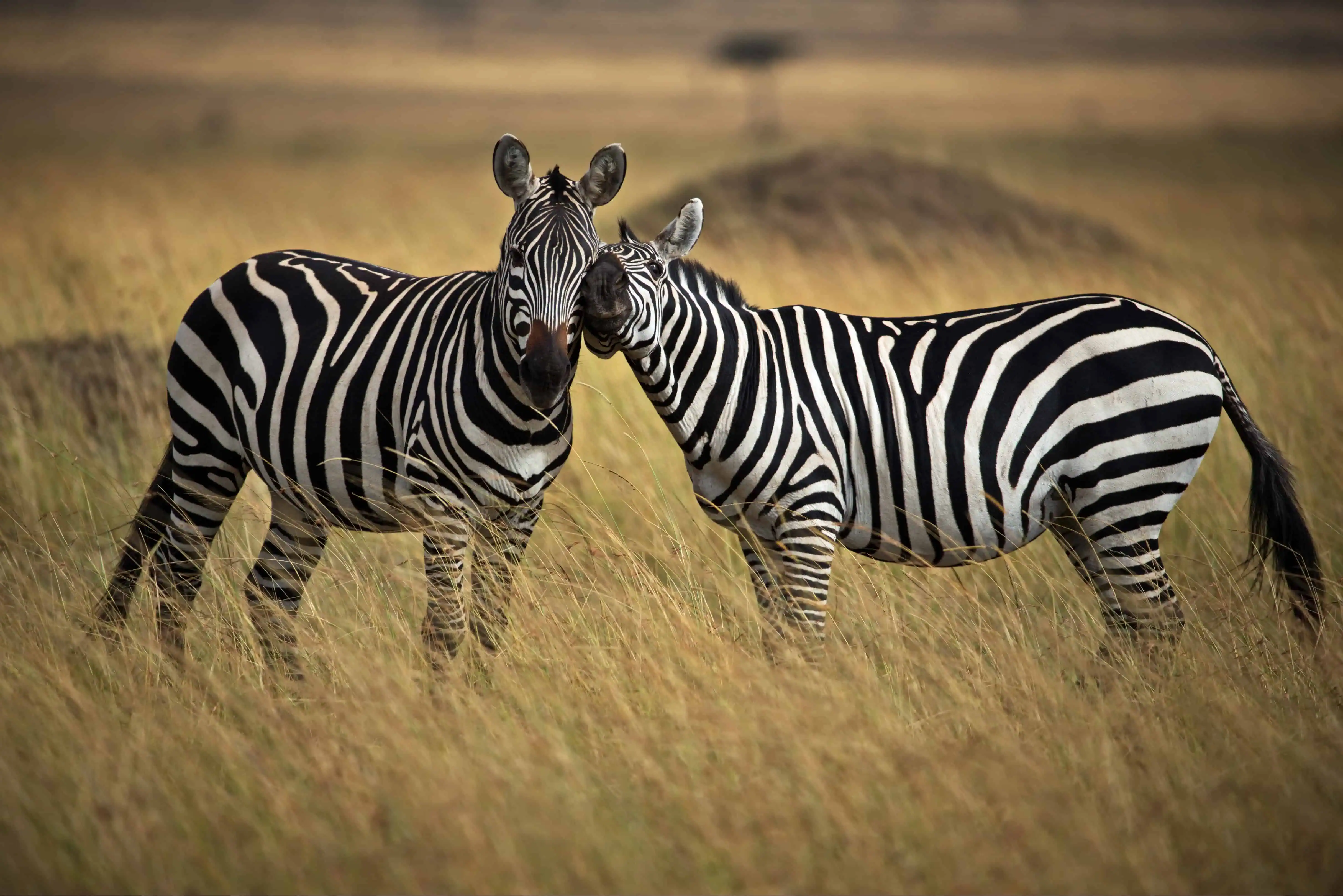 Cute zebras in a safari in Masai Mara, Kenya