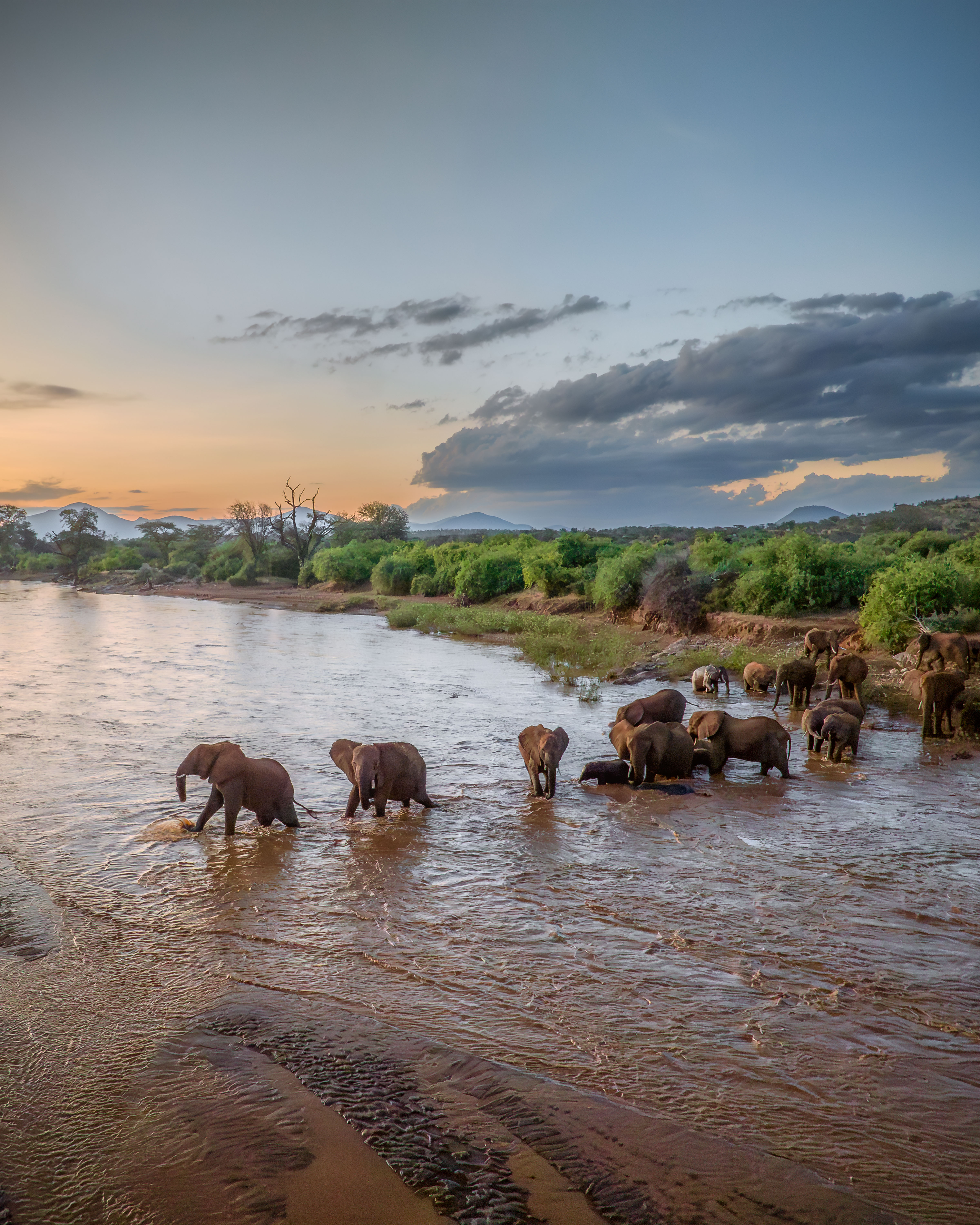 Elephants crossing a Samburu river