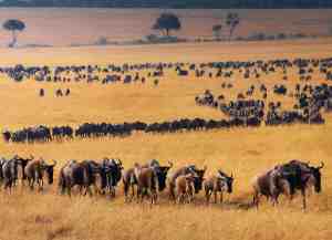 The Great Migration you can view during your 3 weeks in Kenya