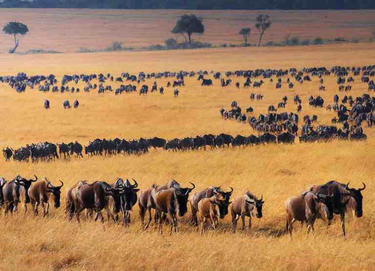 The Great Migration you can view during your 3 weeks in Kenya