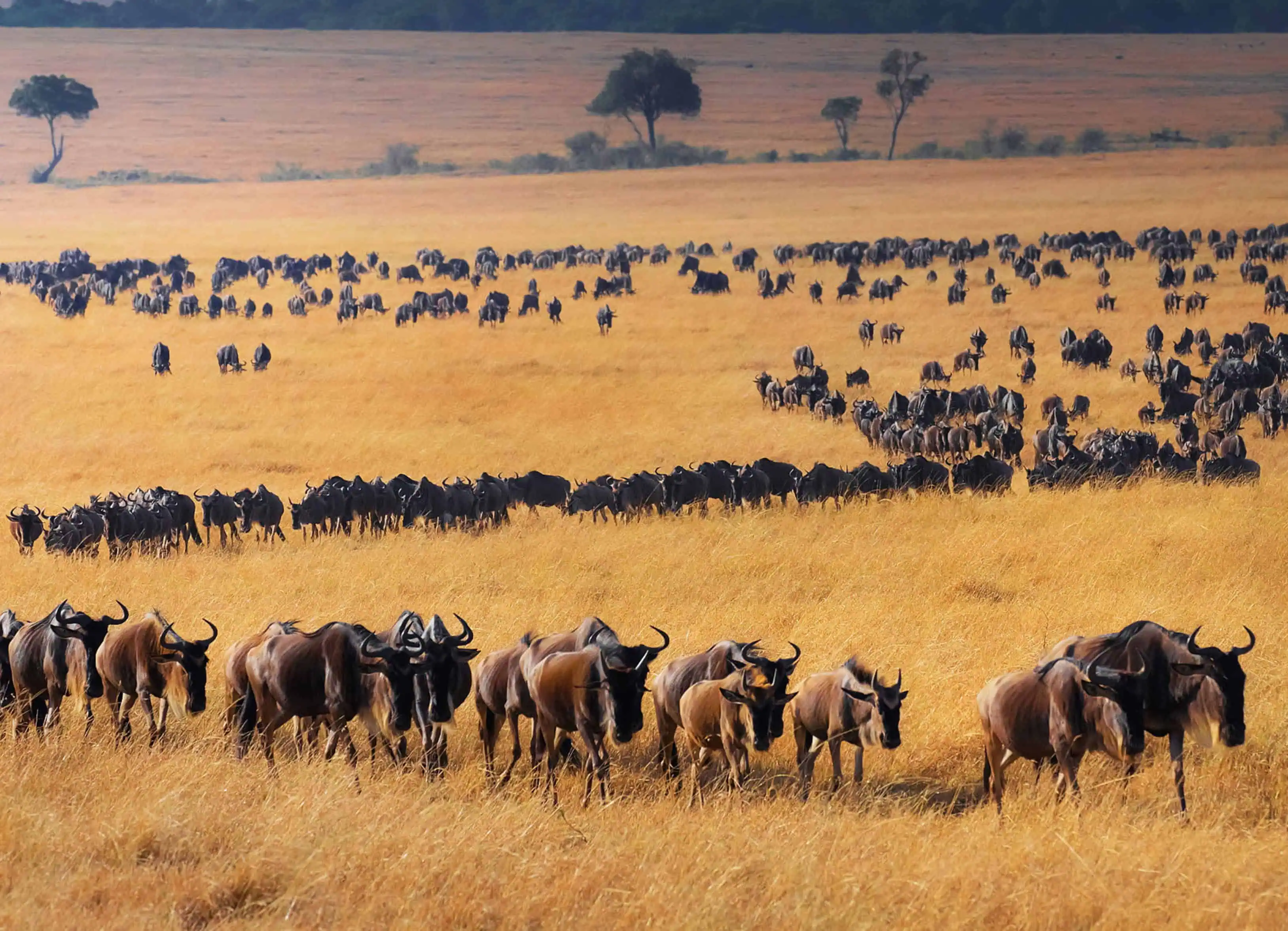 The Great Migration
