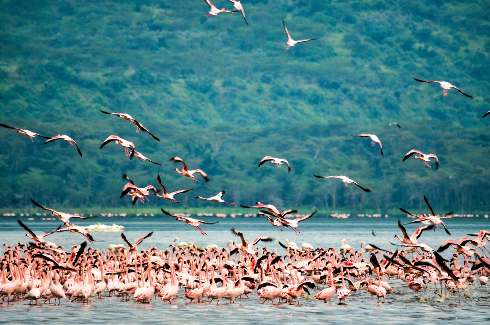 Kenya 10 Day Itinerary: Two Unique Routes for a Kenya Safari 81 Lake Nakuru National Park