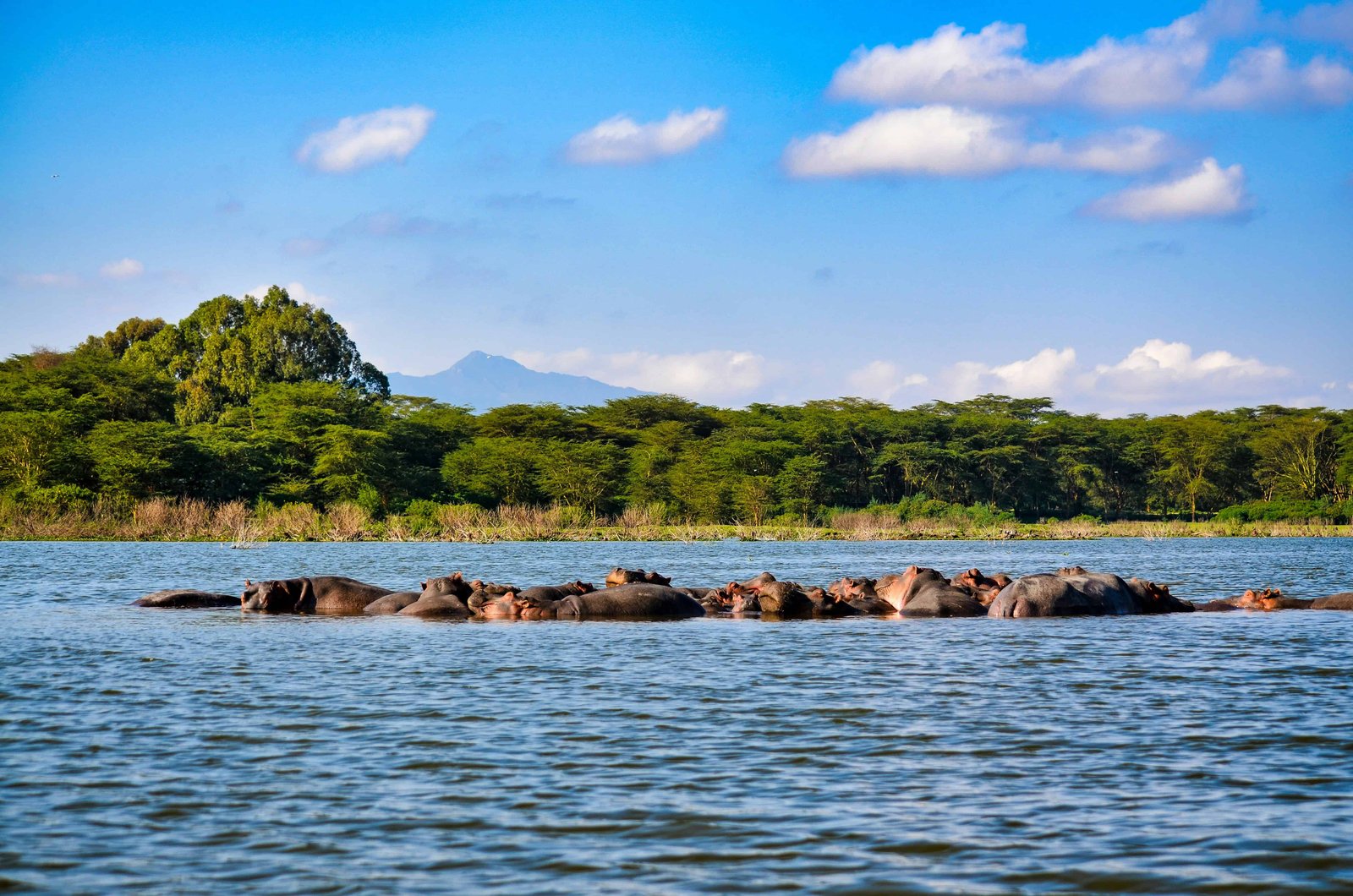 Kenya 10 Day Itinerary: Two Unique Routes for a Kenya Safari 82 Hippos at Lake Nakuru National Park