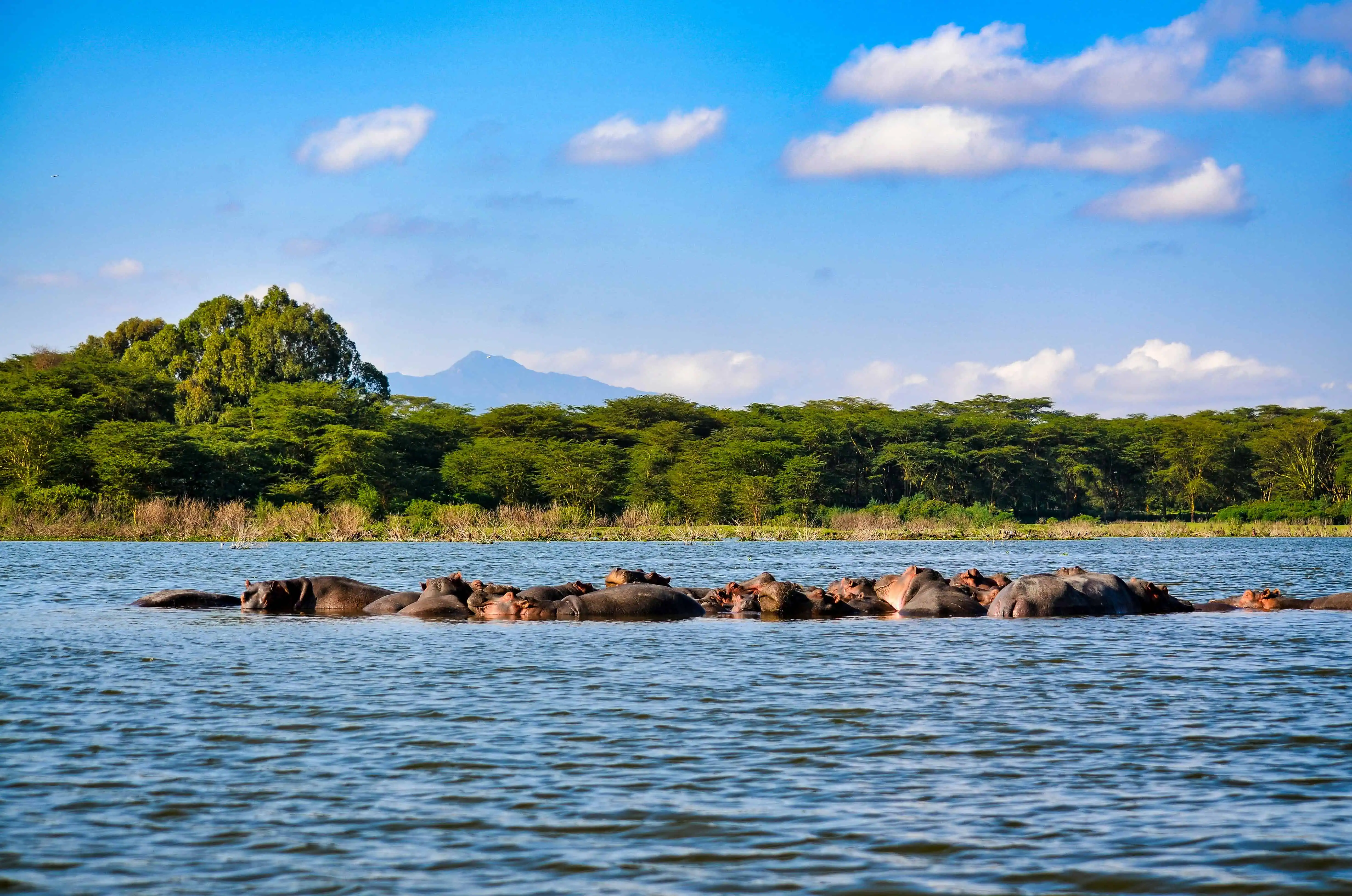 Hippos at Lake Nakuru National Park