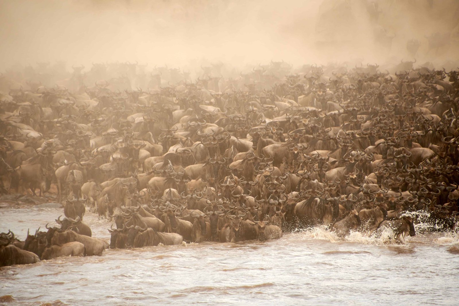 When is the Best Time to Visit Kenya? Month-by-Month Guide 5 The chaotic blue wildebeest antelopes crossing the river