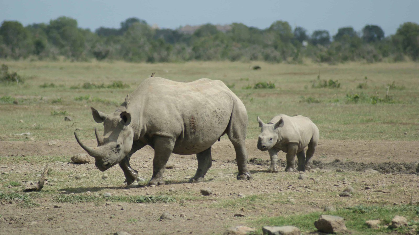Kenya 10 Day Itinerary: Two Unique Routes for a Kenya Safari 75 Rhinos in Ol Pejeta