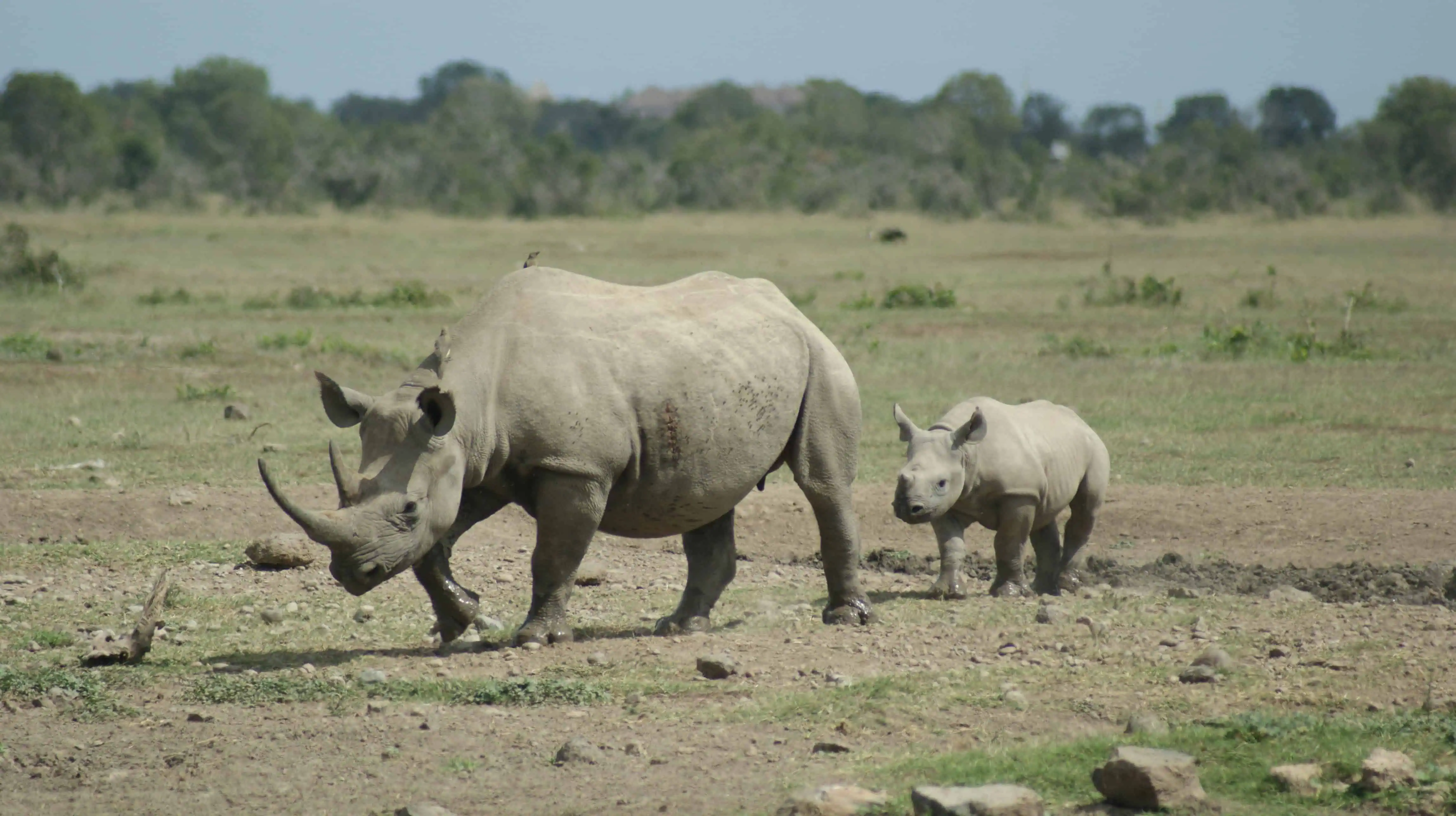 Rhinos in Ol Pejeta