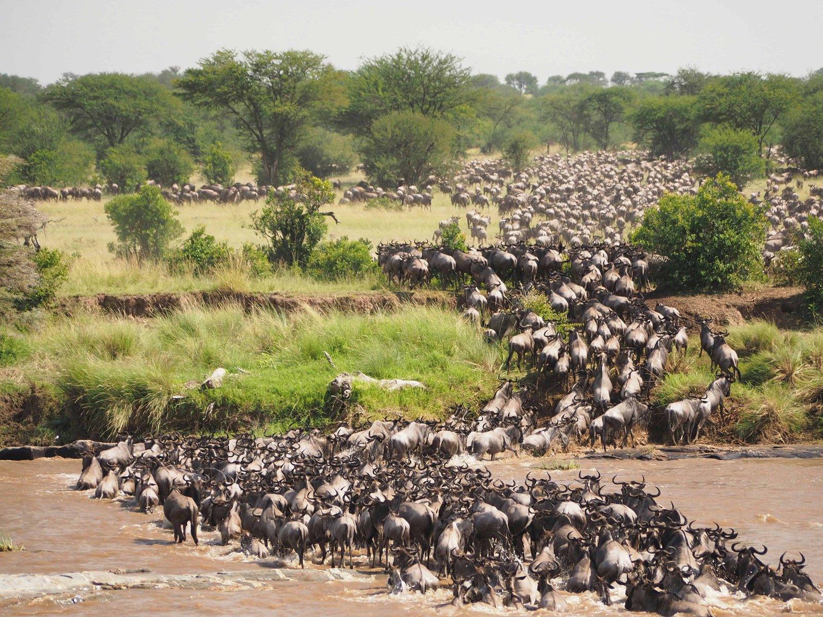 When is the Best Time to Visit Kenya? Month-by-Month Guide 8 The great migration