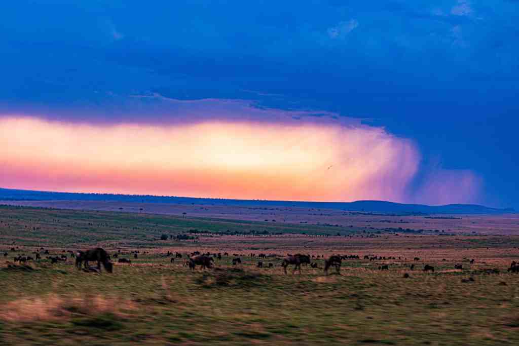 Sunset Sunrise Dramatic Clouds Rainy Wildlife Animals Savannah Grassland Wilderness Maasai Mara National Game Reserve Park Narok County Kenya East Africa Great Rift Valley Landscapes