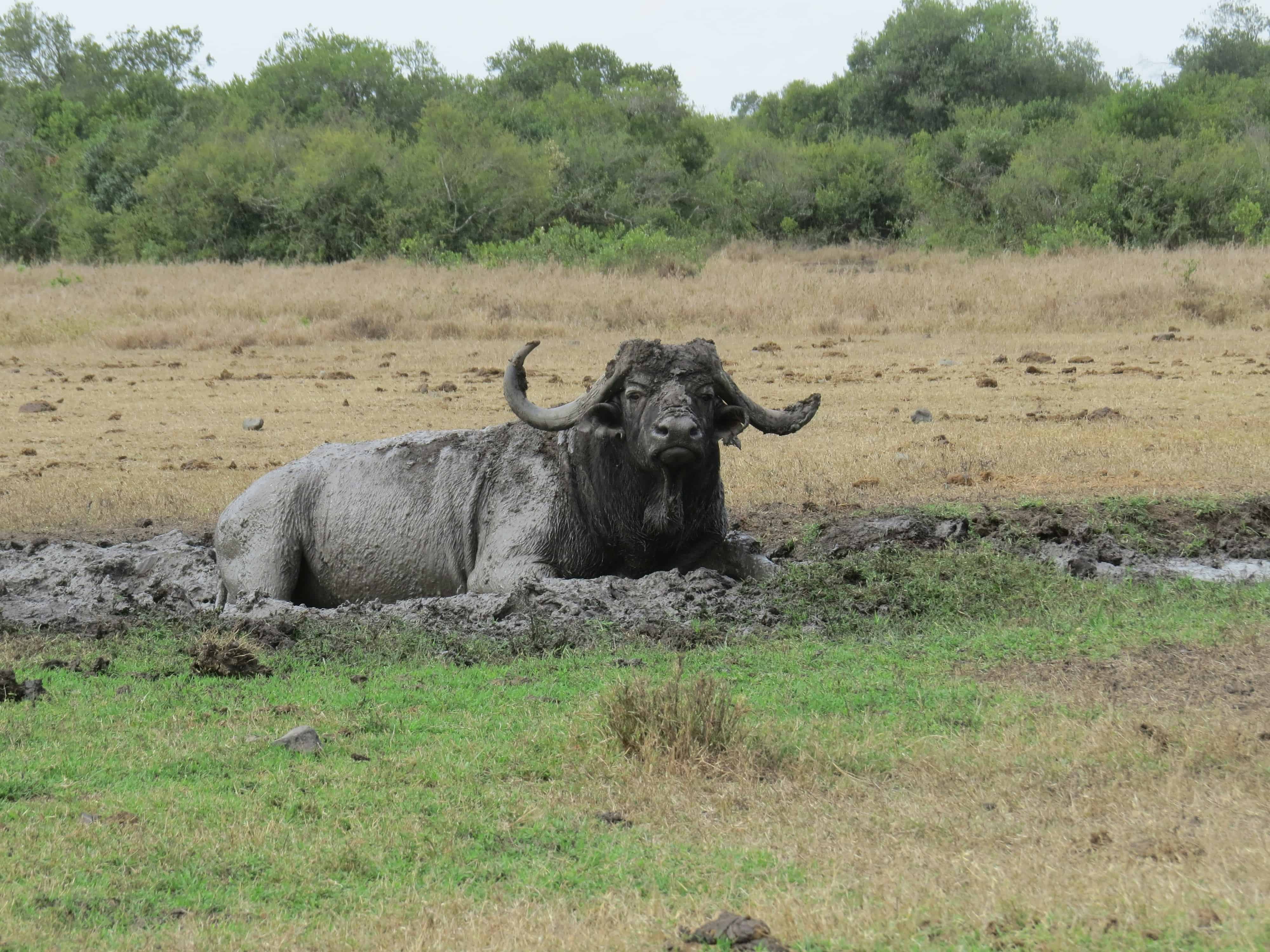 Ol Pejeta buffalo