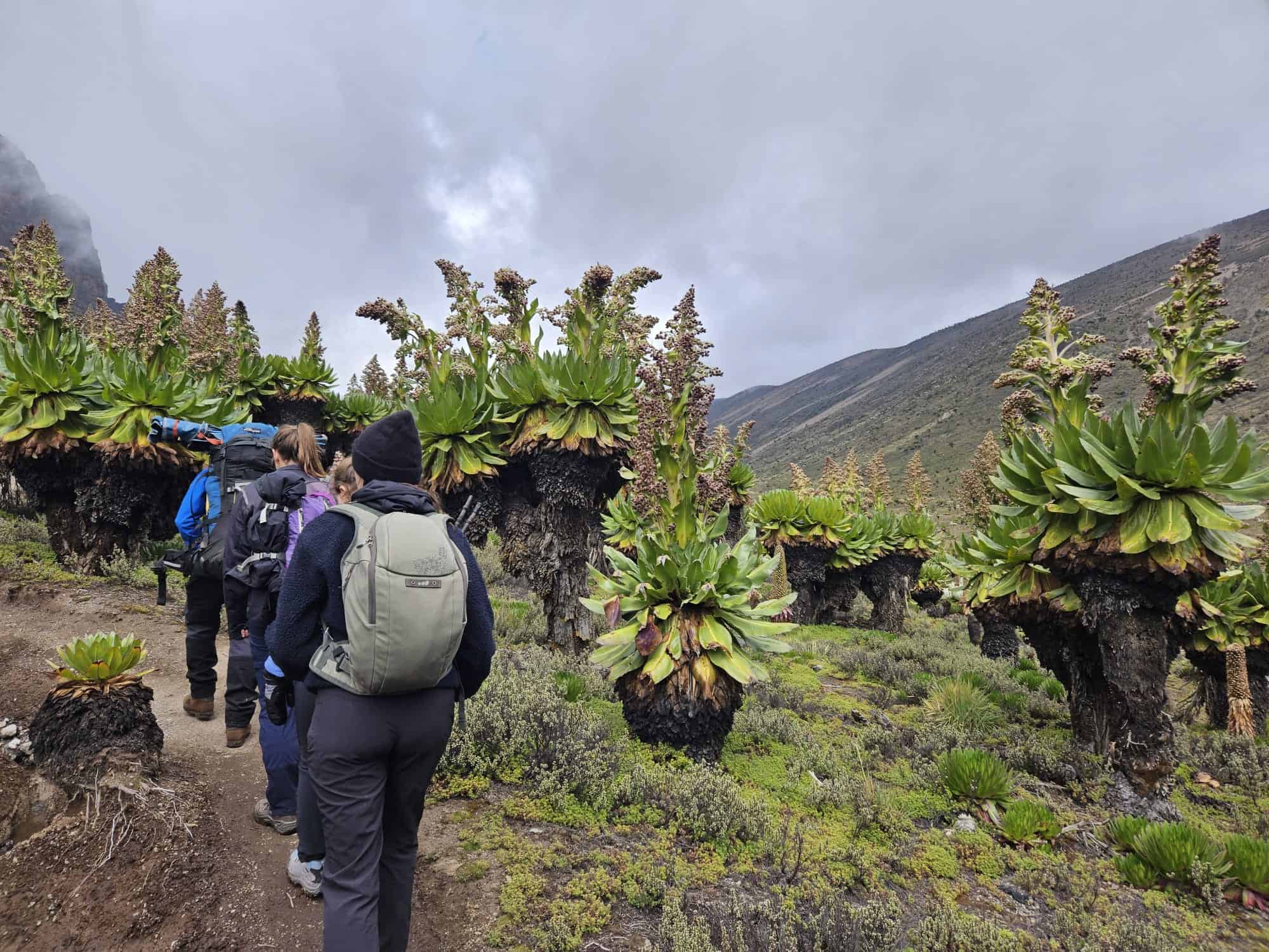 Part of the walk is through 'forested' area.