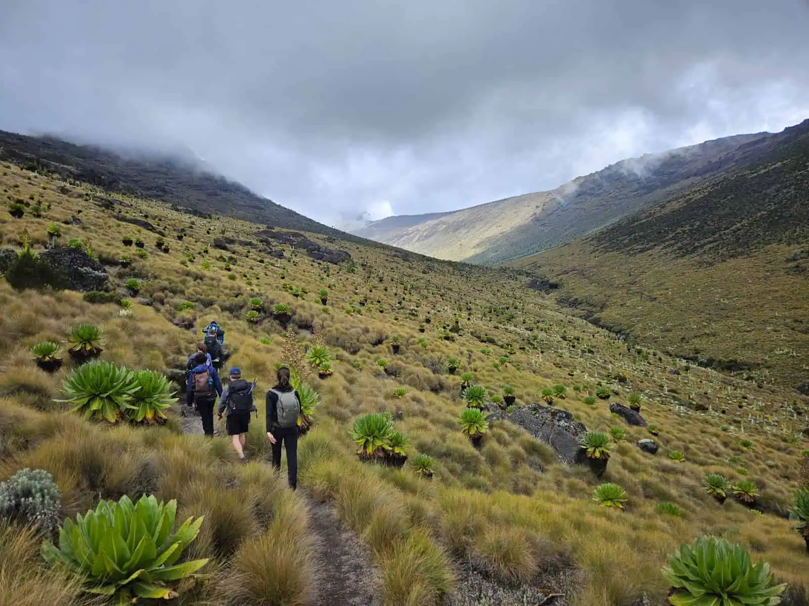 Moorland of Mount Kenya