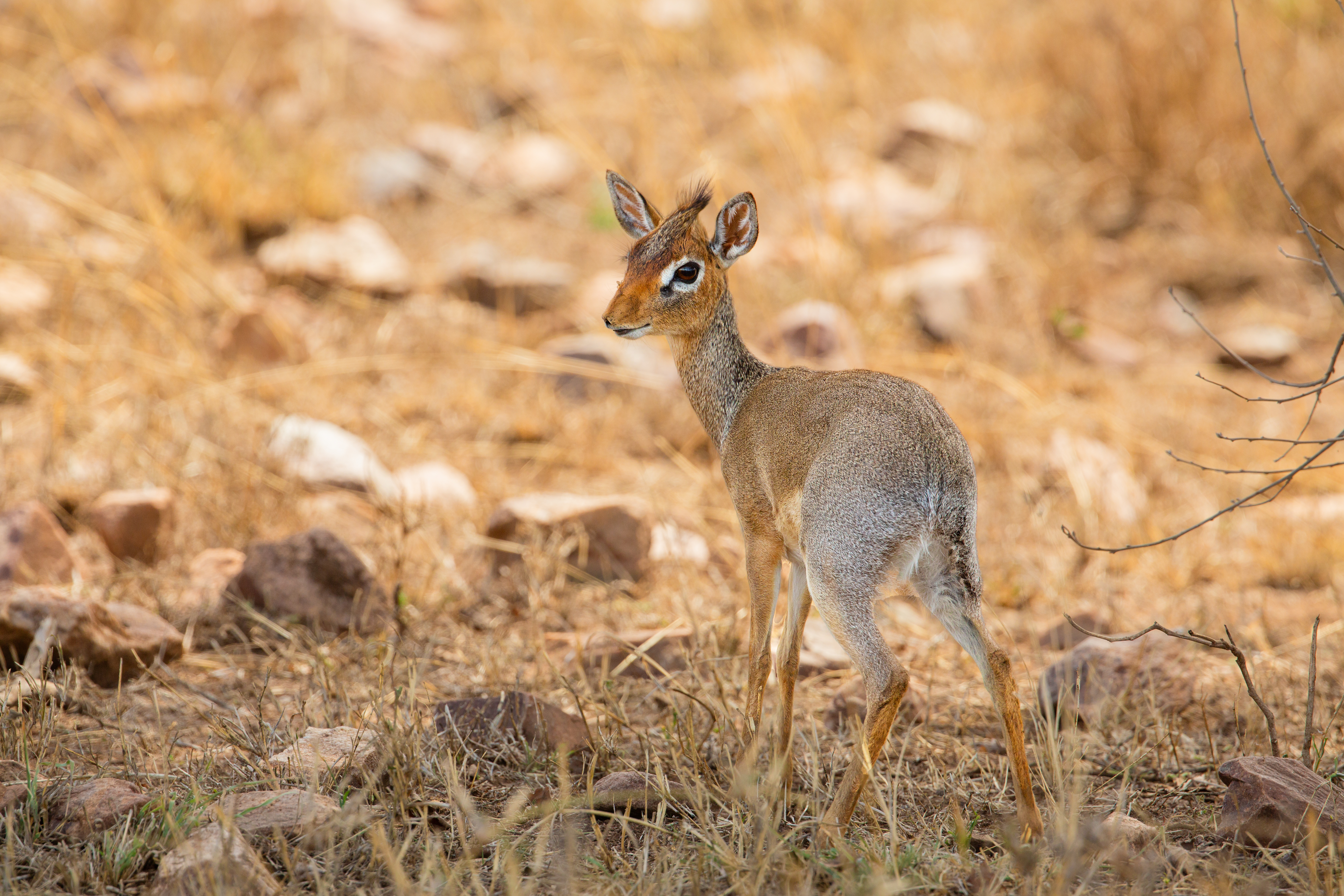 A small Dik-dik antelope standing in the dry grasslands during a safari adventure in Africa, showcasing wildlife and nature.