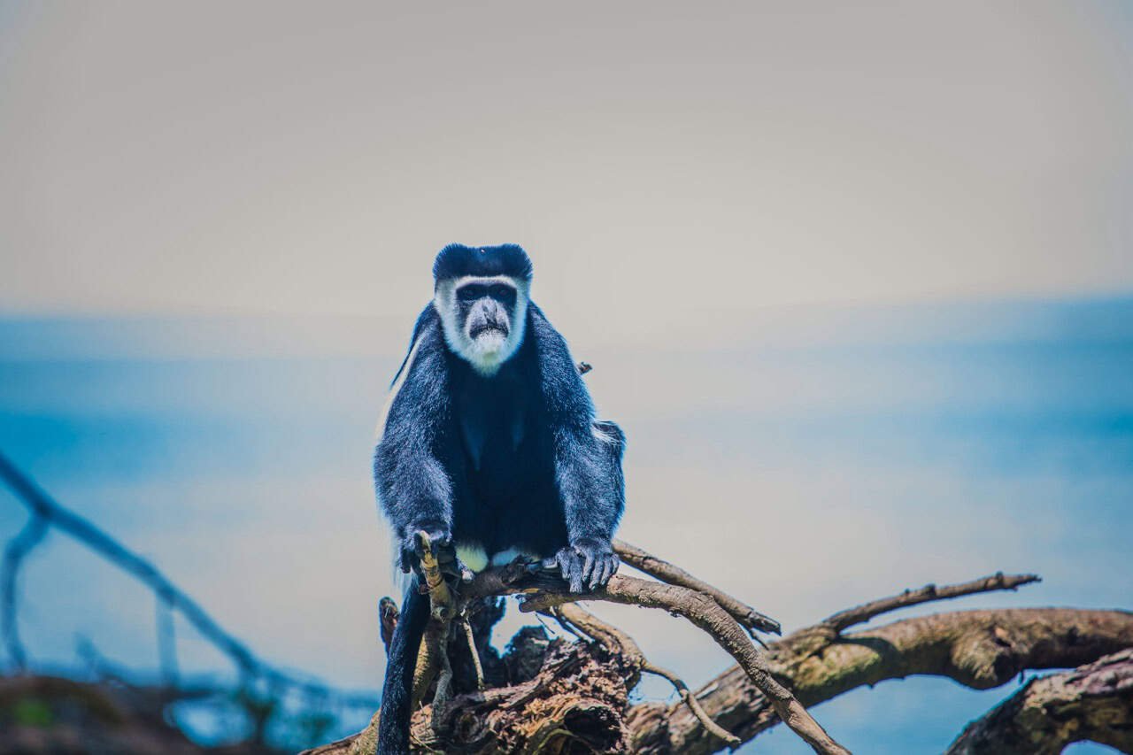 Naivasha in Kenya Travel Guide (With Itinerary and Tips) for 2026! 35 1. Close-up of a black and white monkey perched on a fallen tree branch against a blurred blue sky background.