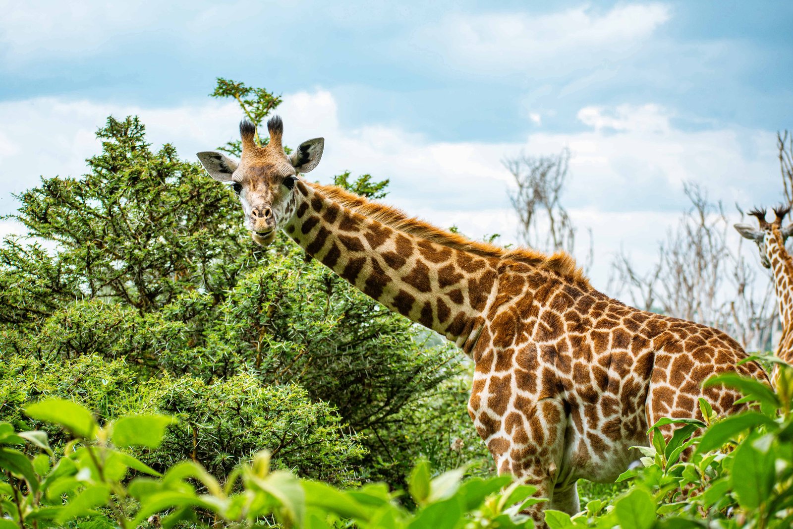 Naivasha in Kenya Travel Guide (With Itinerary and Tips) for 2026! 18 Giraffe on Crescent Island