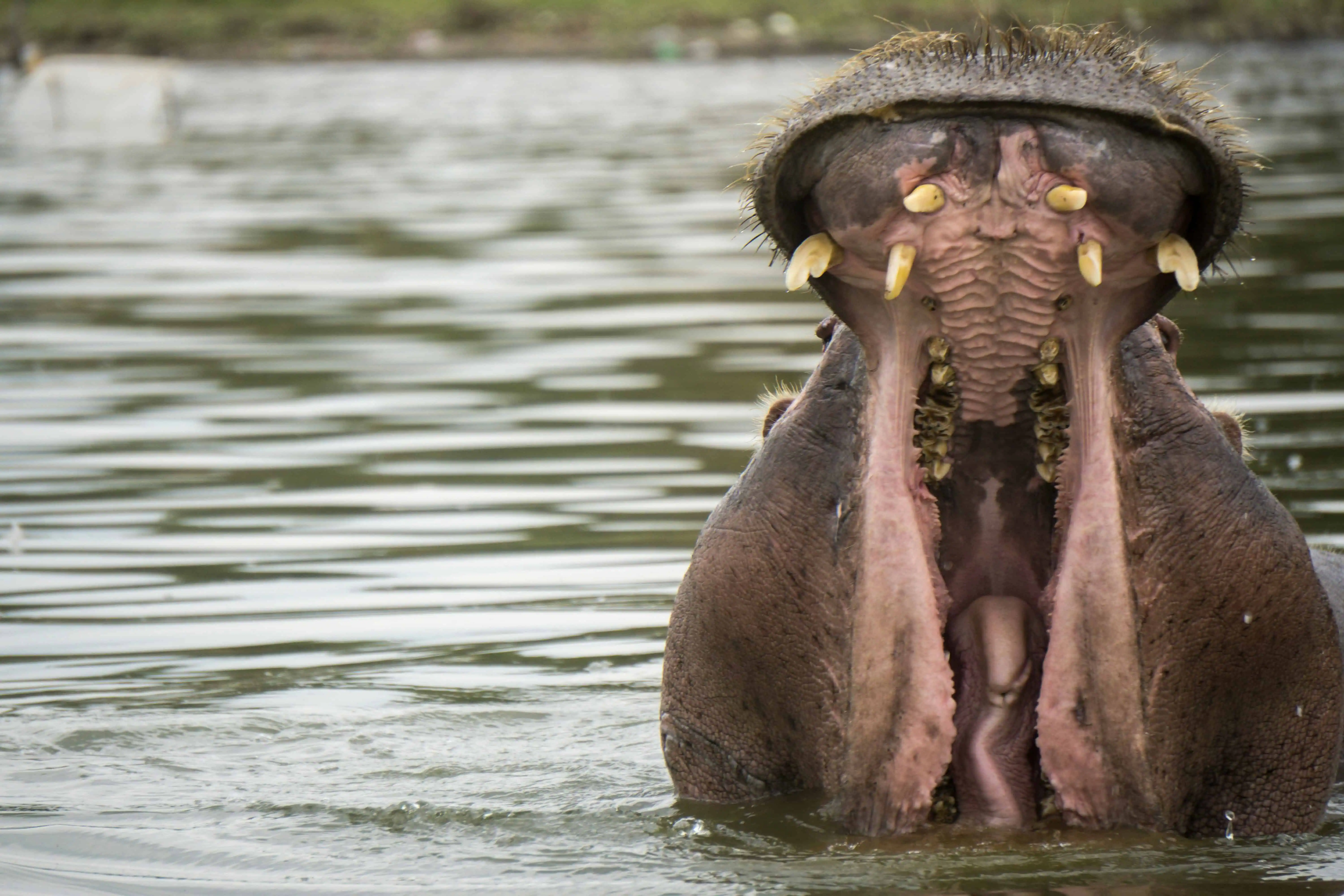 Hippo with mouth open in Naivasha