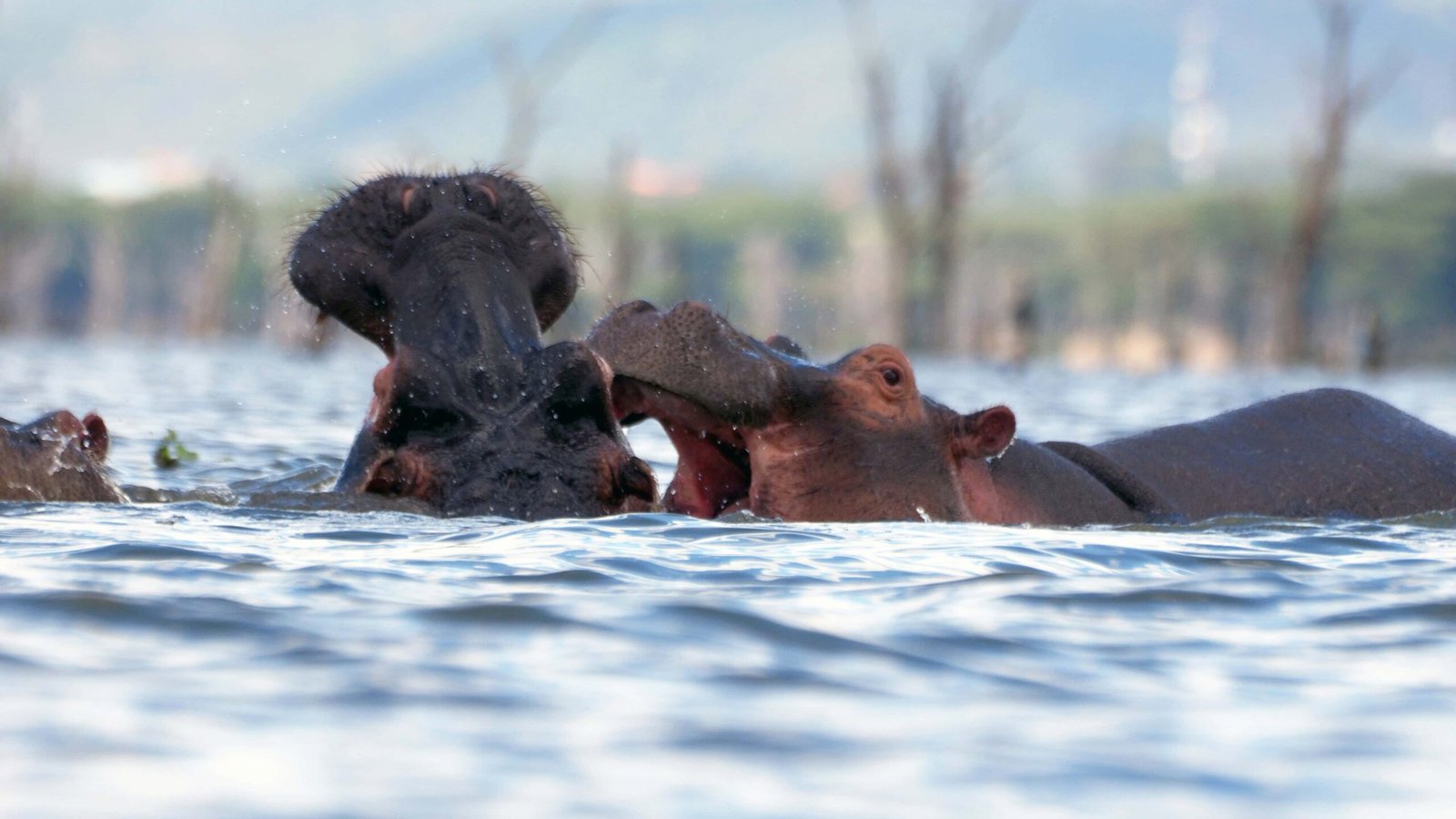 Naivasha in Kenya Travel Guide (With Itinerary and Tips) for 2026! 1 Hippos interacting the a freshwater Lake Naivasha in Kenya, surrounded by lush greenery and trees, showcasing wildlife and nature photography from Lost Between Oceans.