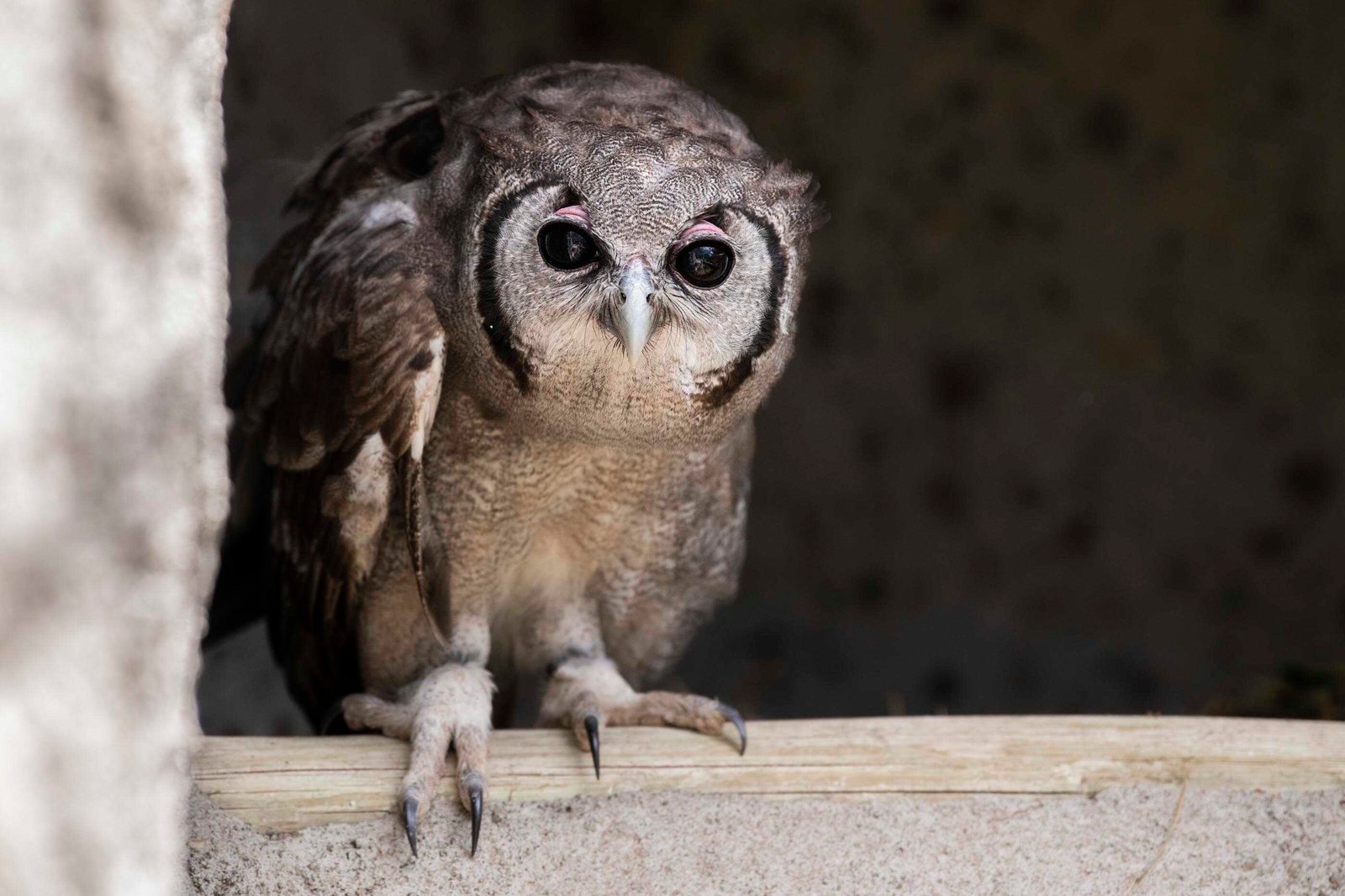 Naivasha in Kenya Travel Guide (With Itinerary and Tips) for 2026! 44 Naivasha Raptor Centre