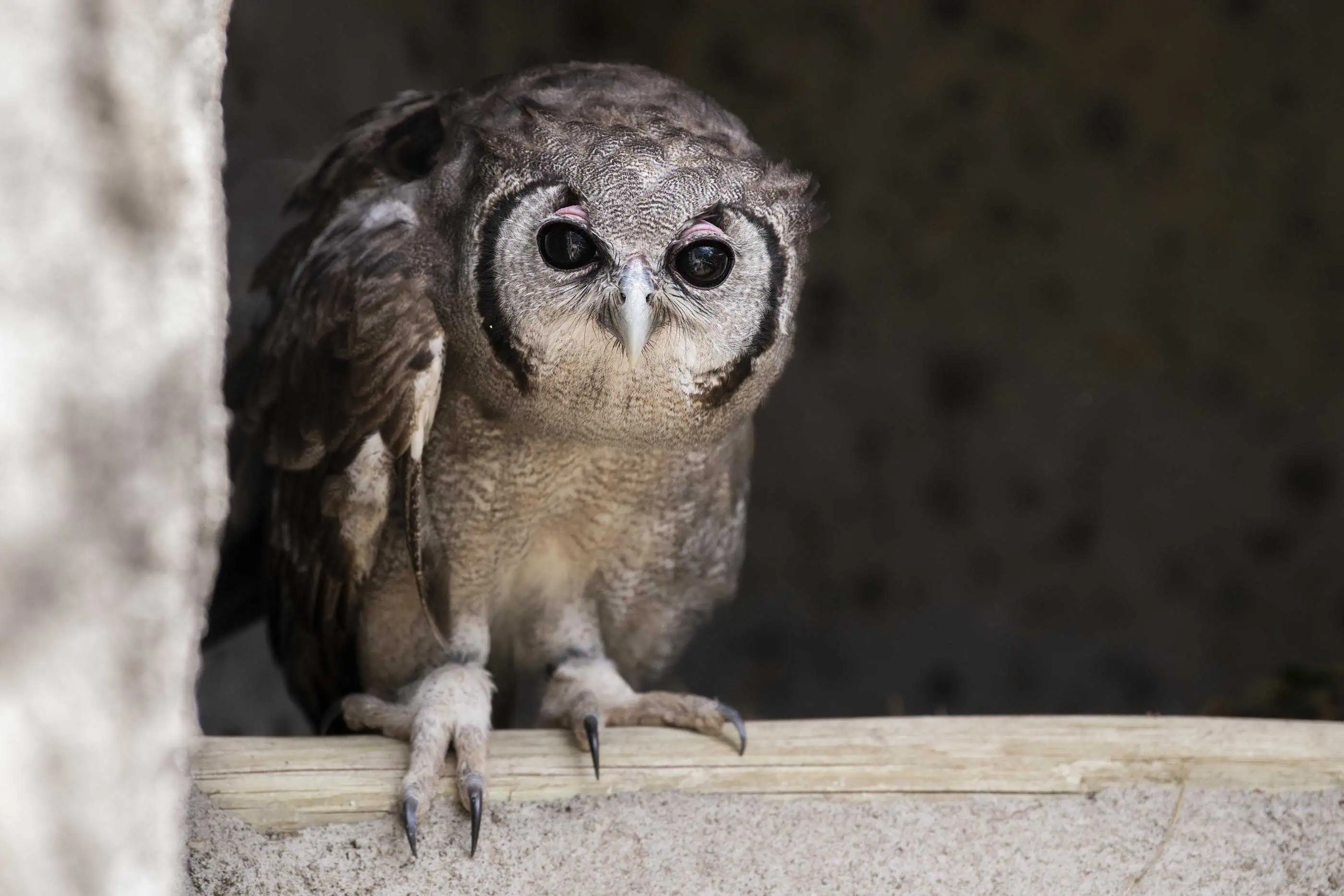 Naivasha Raptor Centre