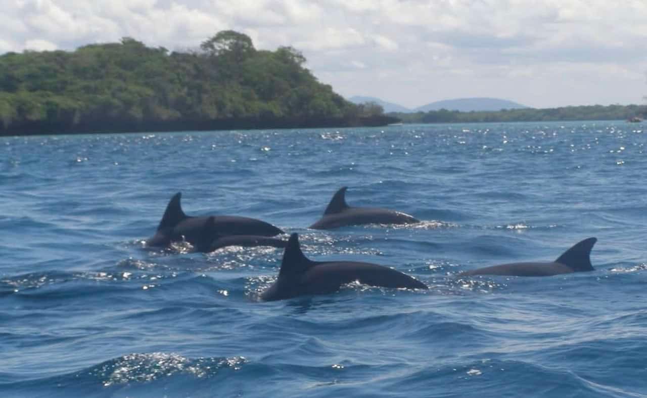 Top 18 Things to Do in Diani Beach: Expert Guide + Itinerary 15 KISITI-MPUNGUTI MARINE NATIONAL PARK