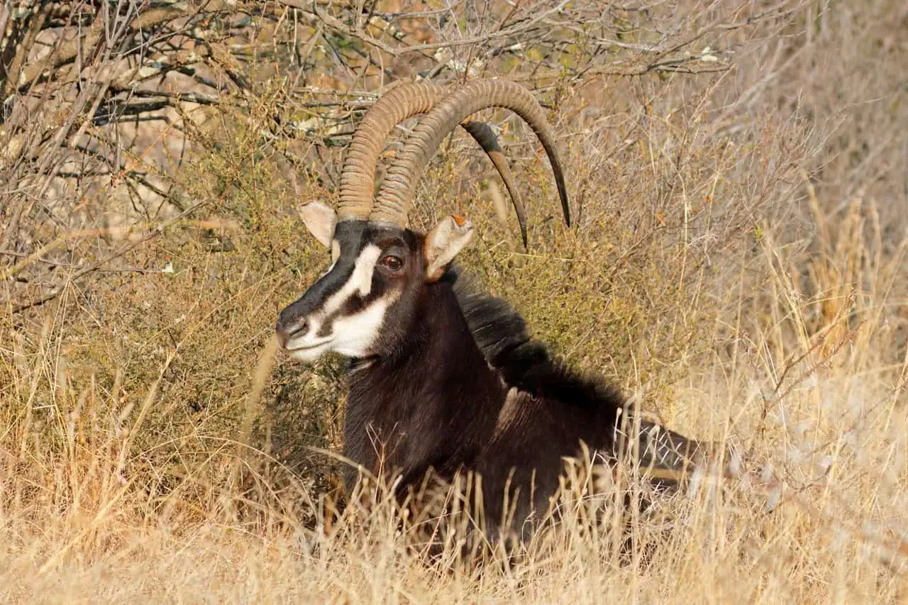 Sable antelope hiding in bushes