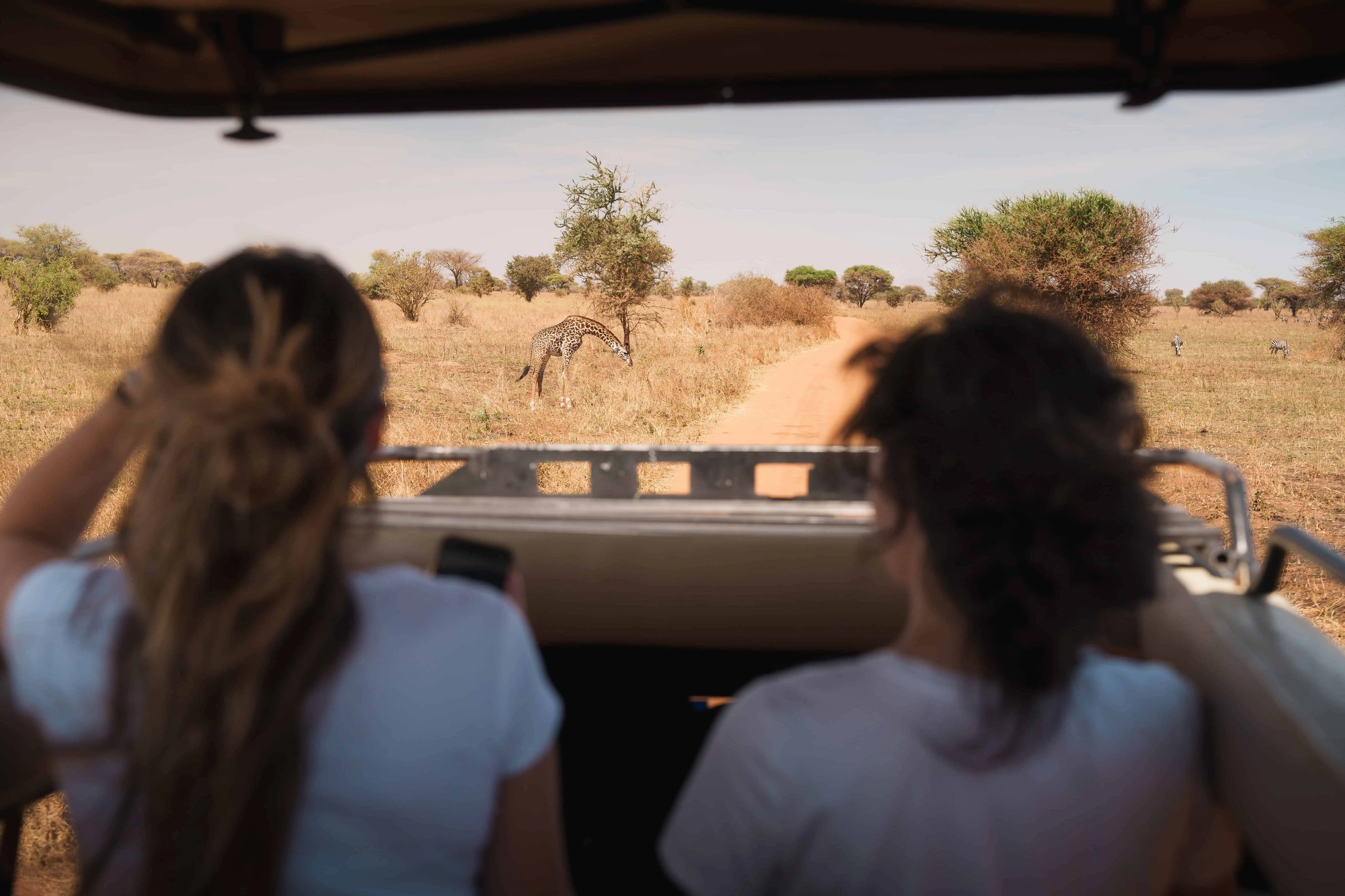Two tourists observing and photographing a giraffe grazing in the african savanna during a safari in a national park, Kenya