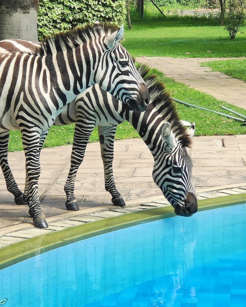 Best hotels in Naivasha Kenya: 11 picks by budget and vibe (2026 Guide) 13 Lake Naivasha Simba Lodge
