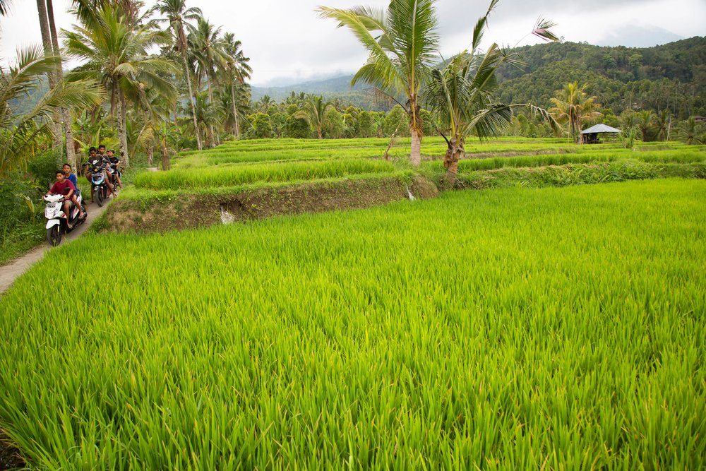 22 Best Things to Do in Ubud, Bali (First-Timer's Guide) 25 Cycling the rice fields