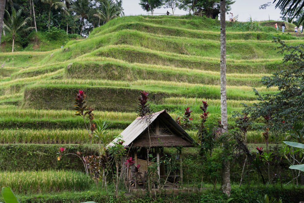 22 Best Things to Do in Ubud, Bali (First-Timer's Guide) 20 Kajeng rice fields walk