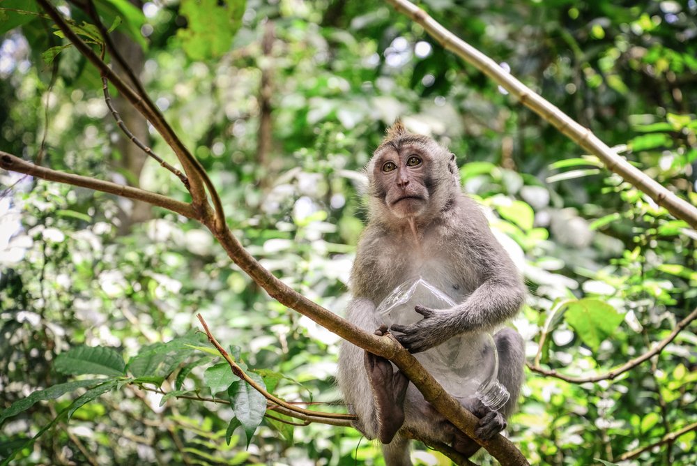 22 Best Things to Do in Ubud, Bali (First-Timer's Guide) 3 Sacred Monkey Forest Sanctuary