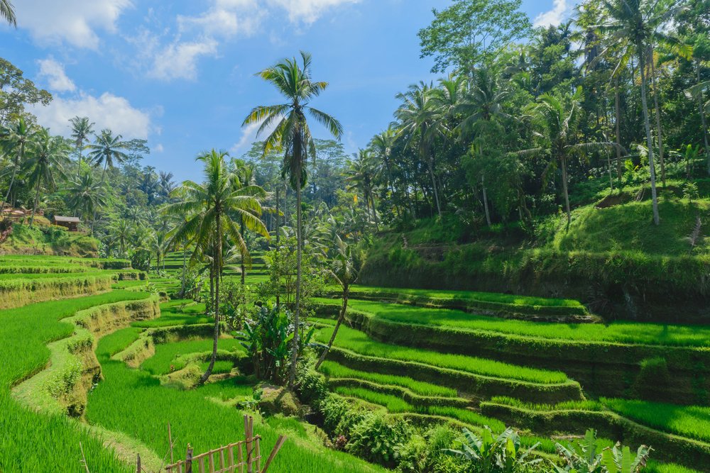 22 Best Things to Do in Ubud, Bali (First-Timer's Guide) 4 Tegalalang Rice Terraces
